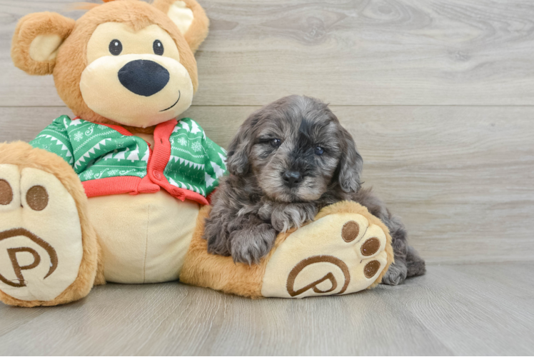 Meet Armani - our Mini Goldendoodle Puppy Photo 1/3 - Puppy Love PR Popular Mini Goldendoodle Poodle Mix Pup
