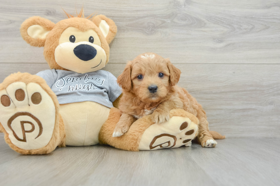 6 week old Mini Goldendoodle Puppy For Sale - Puppy Love PR