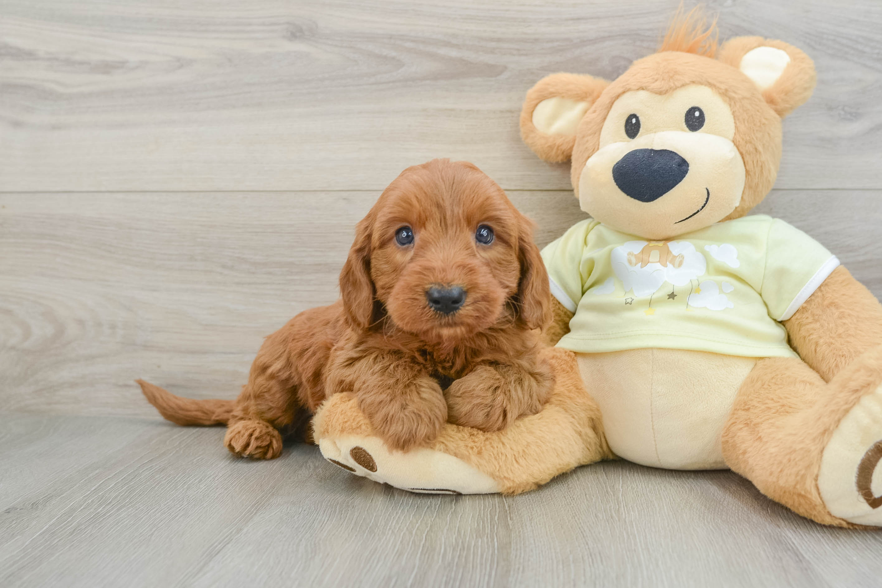 Petite Mini Goldendoodle Poodle Mix Pup