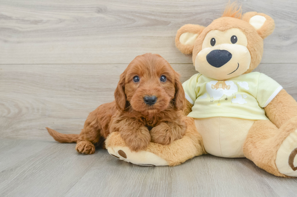 7 week old Mini Goldendoodle Puppy For Sale - Puppy Love PR