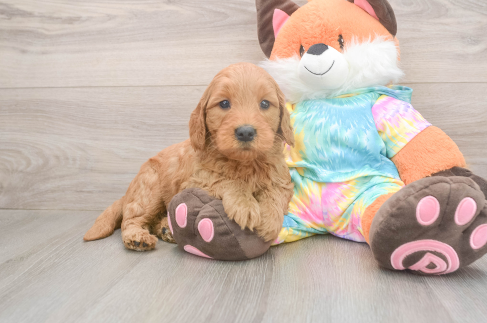 5 week old Mini Goldendoodle Puppy For Sale - Puppy Love PR