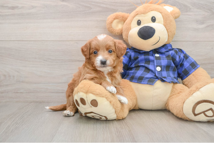 Mini Goldendoodle Puppy for Adoption