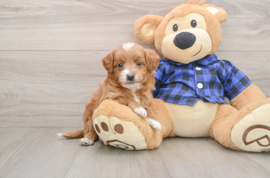 Mini Goldendoodle Puppy for Adoption