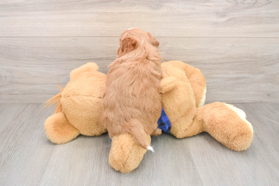 Funny Mini Goldendoodle Poodle Mix Pup