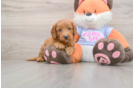 Sweet Mini Goldendoodle Baby