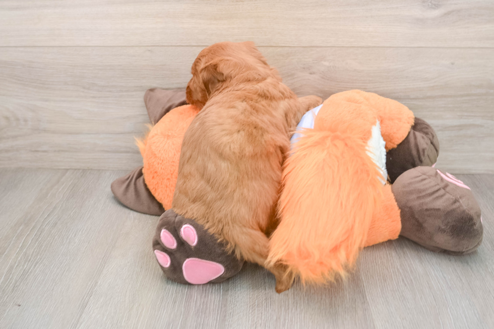 Mini Goldendoodle Puppy for Adoption