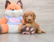 5 week old Mini Goldendoodle Puppy For Sale - Puppy Love PR