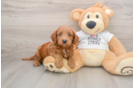 Best Mini Goldendoodle Baby