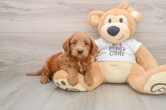Best Mini Goldendoodle Baby