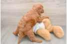 Mini Goldendoodle Puppy for Adoption