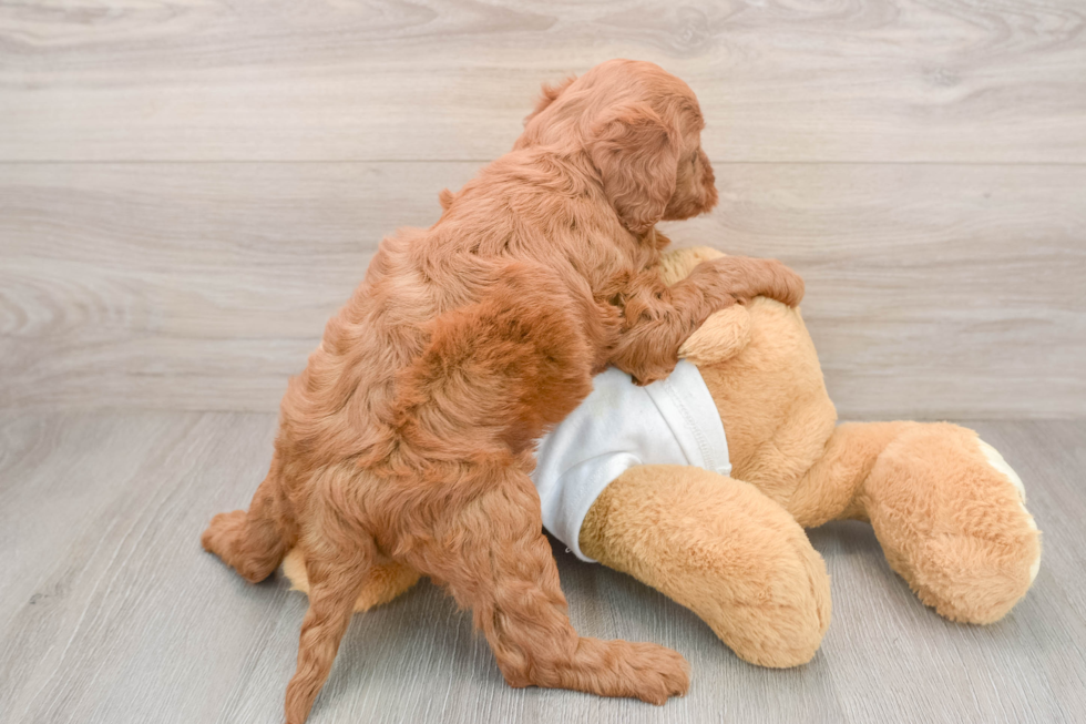 Mini Goldendoodle Puppy for Adoption