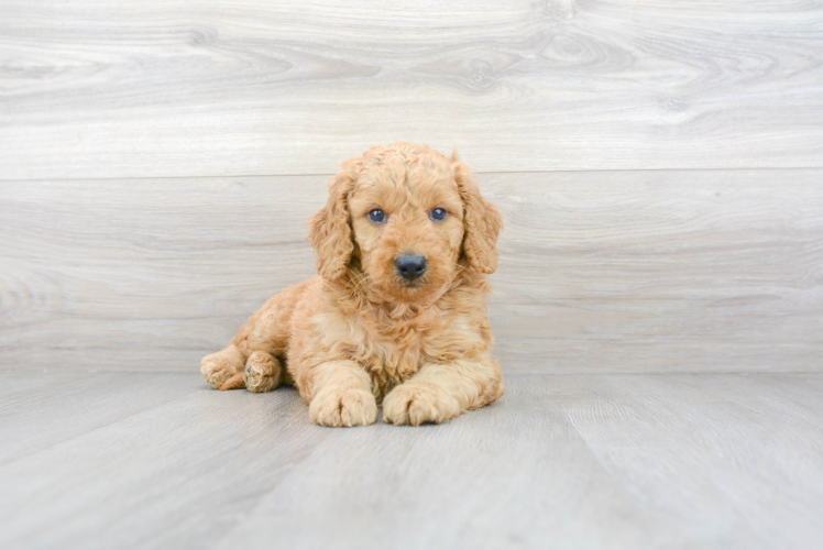 Meet Armani - our Mini Goldendoodle Puppy Photo 1/3 - Puppy Love PR Best Mini Goldendoodle Baby