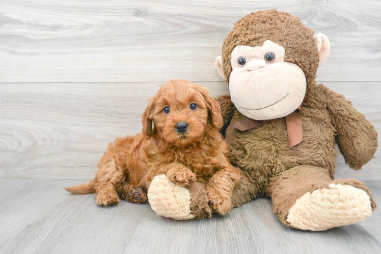 Funny Mini Goldendoodle Poodle Mix Pup