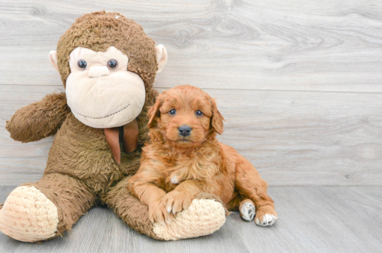 Friendly Mini Goldendoodle Baby