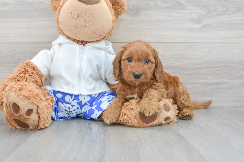 7 week old Mini Goldendoodle Puppy For Sale - Puppy Love PR