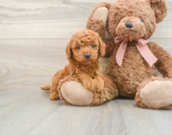 7 week old Mini Goldendoodle Puppy For Sale - Puppy Love PR