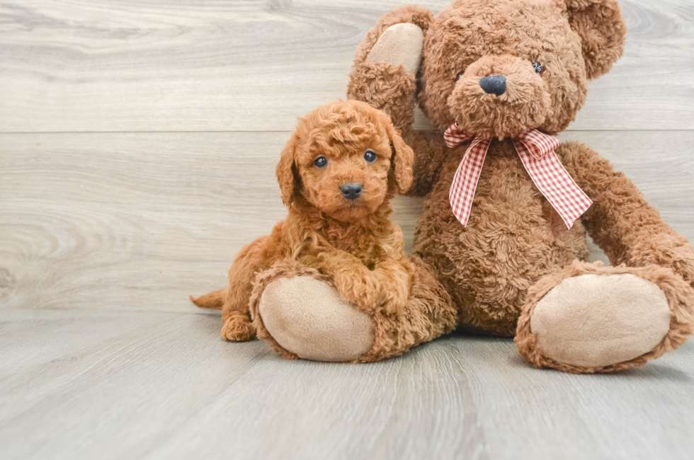 7 week old Mini Goldendoodle Puppy For Sale - Puppy Love PR