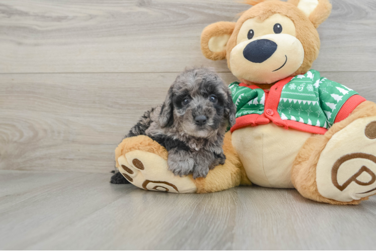 Meet Artemis - our Mini Goldendoodle Puppy Photo 1/3 - Puppy Love PR Best Mini Goldendoodle Baby