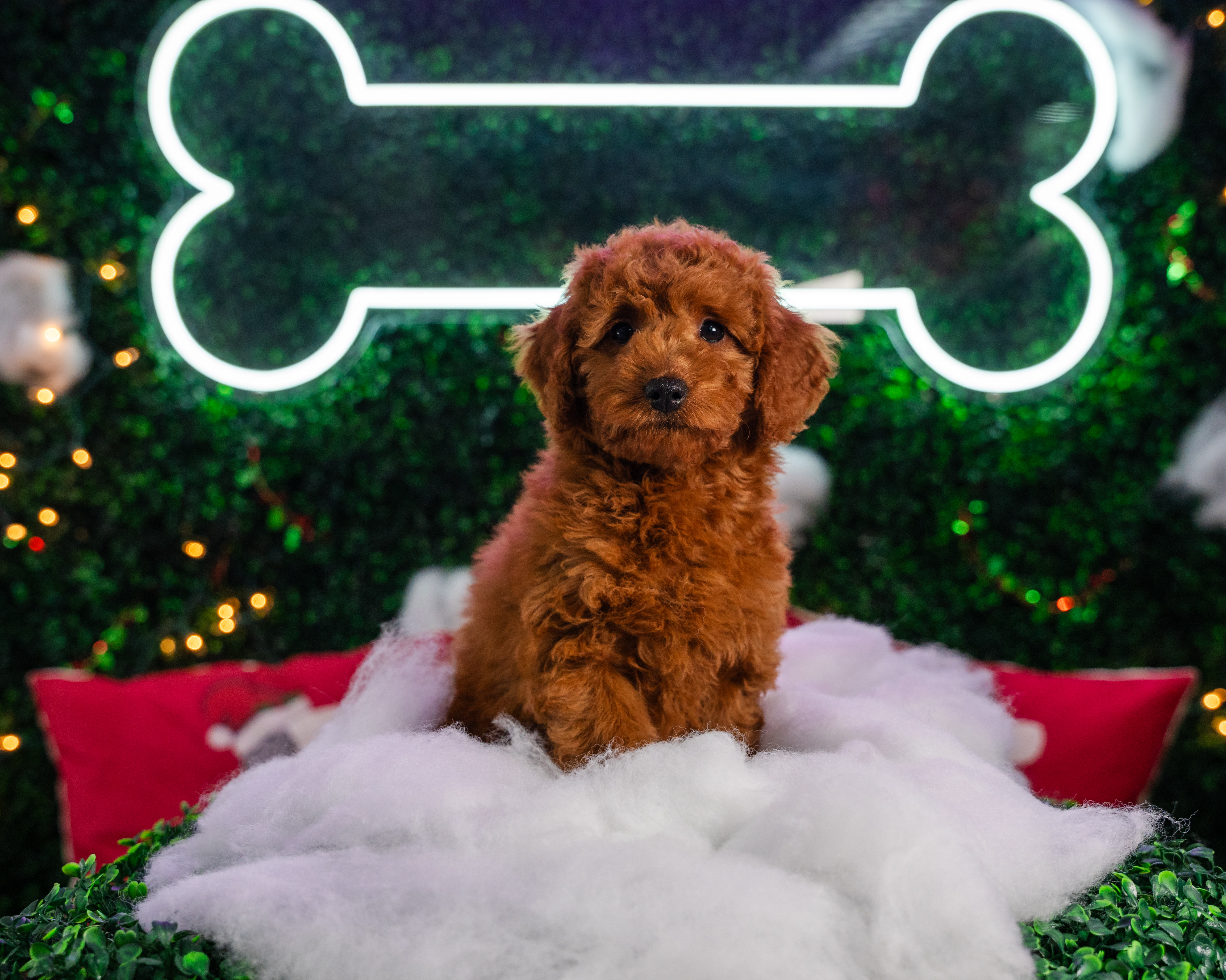 Mini Goldendoodle Puppy for Adoption