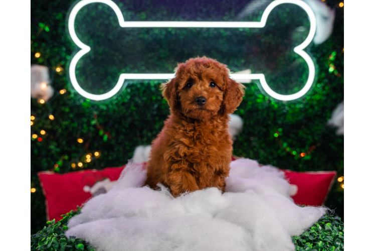 Meet Artemis - our Mini Goldendoodle Puppy Photo 1/4 - Puppy Love PR Mini Goldendoodle Puppy for Adoption