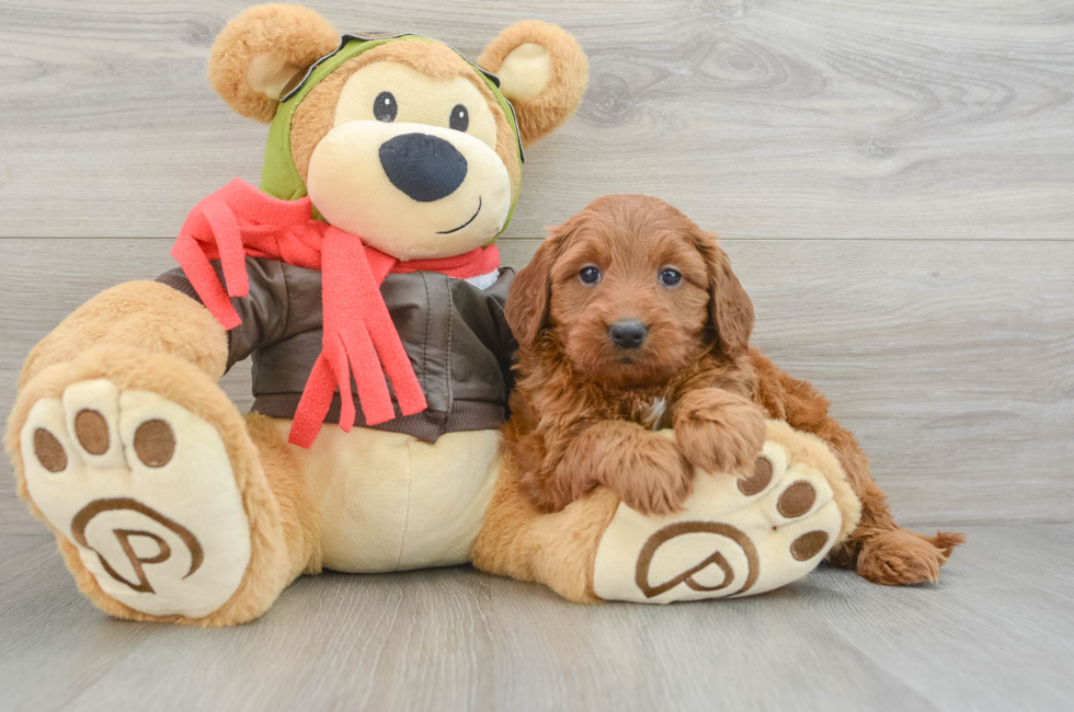 5 week old Mini Goldendoodle Puppy For Sale - Puppy Love PR