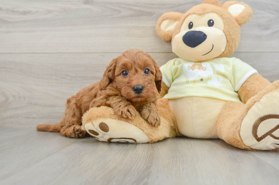 7 week old Mini Goldendoodle Puppy For Sale - Puppy Love PR