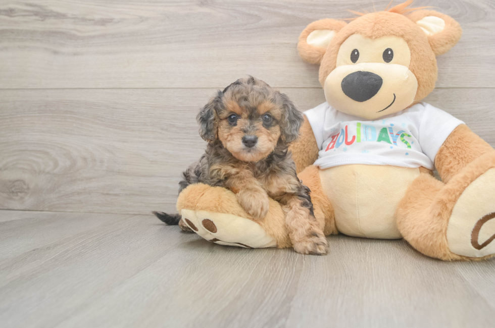 5 week old Mini Goldendoodle Puppy For Sale - Puppy Love PR