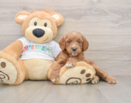6 week old Mini Goldendoodle Puppy For Sale - Puppy Love PR