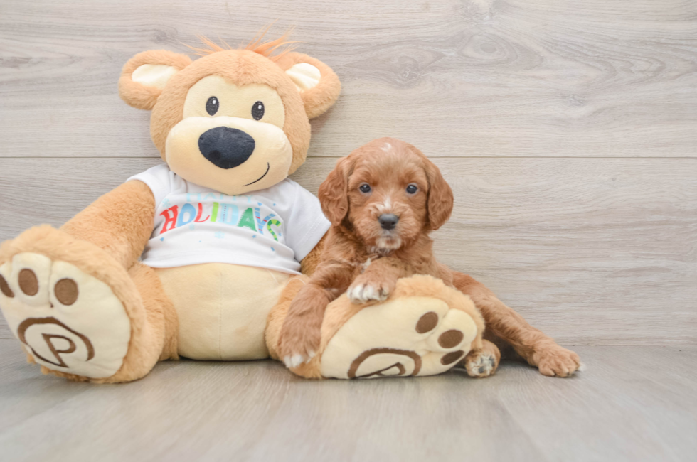5 week old Mini Goldendoodle Puppy For Sale - Puppy Love PR