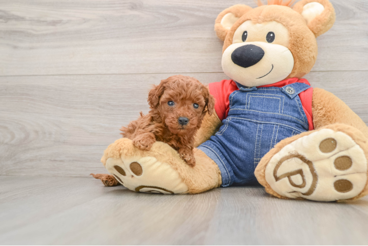 Mini Goldendoodle Puppy for Adoption