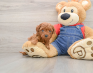 8 week old Mini Goldendoodle Puppy For Sale - Puppy Love PR