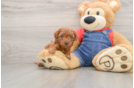 Mini Goldendoodle Puppy for Adoption