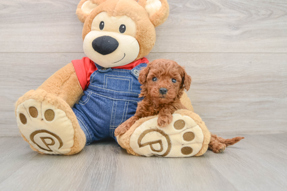 Mini Goldendoodle Pup Being Cute