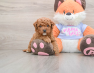 7 week old Mini Goldendoodle Puppy For Sale - Puppy Love PR