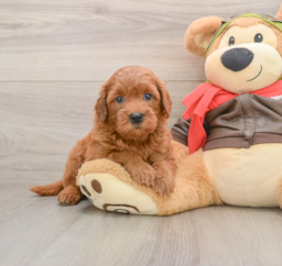 7 week old Mini Goldendoodle Puppy For Sale - Puppy Love PR