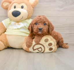 8 week old Mini Goldendoodle Puppy For Sale - Puppy Love PR