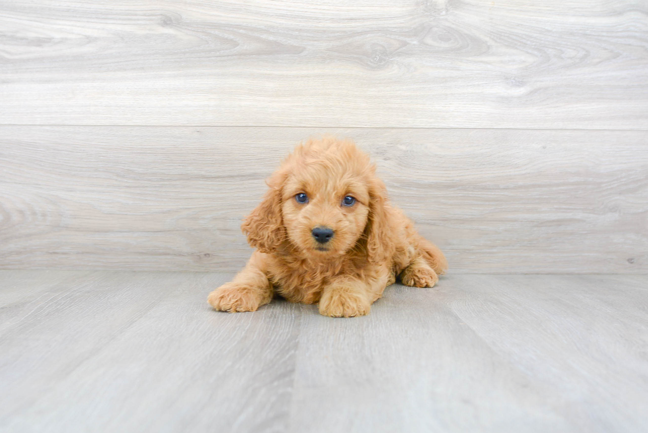 Mini Goldendoodle Pup Being Cute