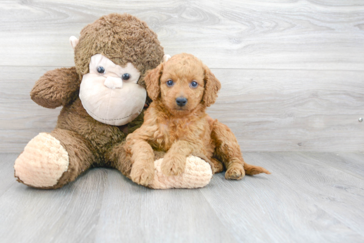 Meet Artemis - our Mini Goldendoodle Puppy Photo 1/3 - Puppy Love PR Mini Goldendoodle Puppy for Adoption