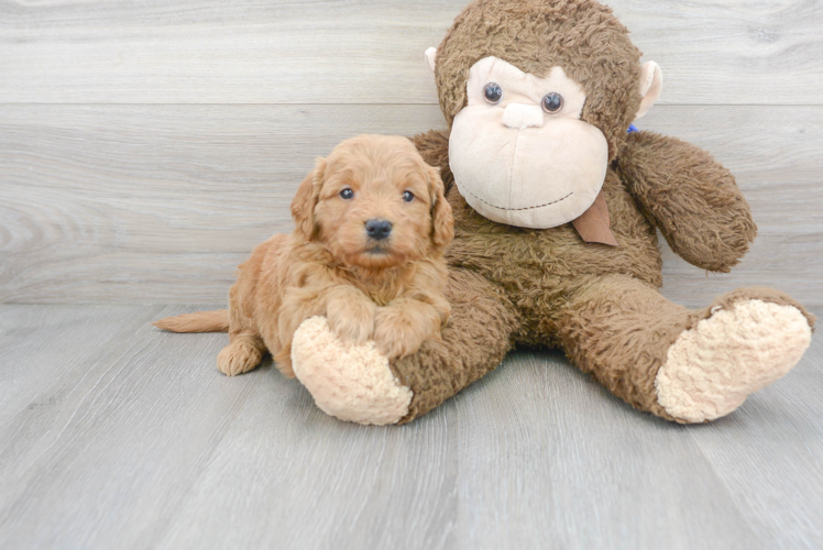 Cute Mini Goldendoodle Poodle Mix Pup