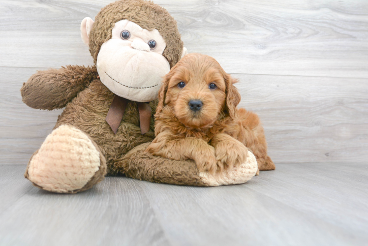 Meet Artemis - our Mini Goldendoodle Puppy Photo 1/3 - Puppy Love PR Mini Goldendoodle Puppy for Adoption