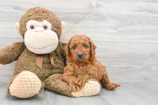 Best Mini Goldendoodle Baby