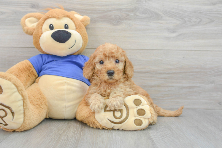 Meet Artie - our Mini Goldendoodle Puppy Photo 1/3 - Puppy Love PR Funny Mini Goldendoodle Poodle Mix Pup