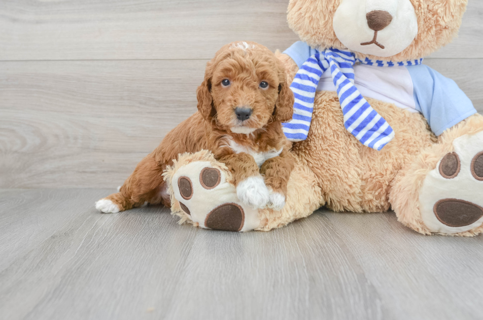 5 week old Mini Goldendoodle Puppy For Sale - Puppy Love PR