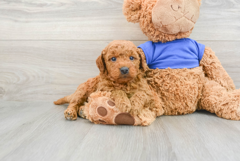 Mini Goldendoodle Pup Being Cute