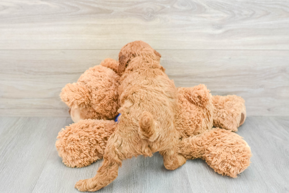 Happy Mini Goldendoodle Baby