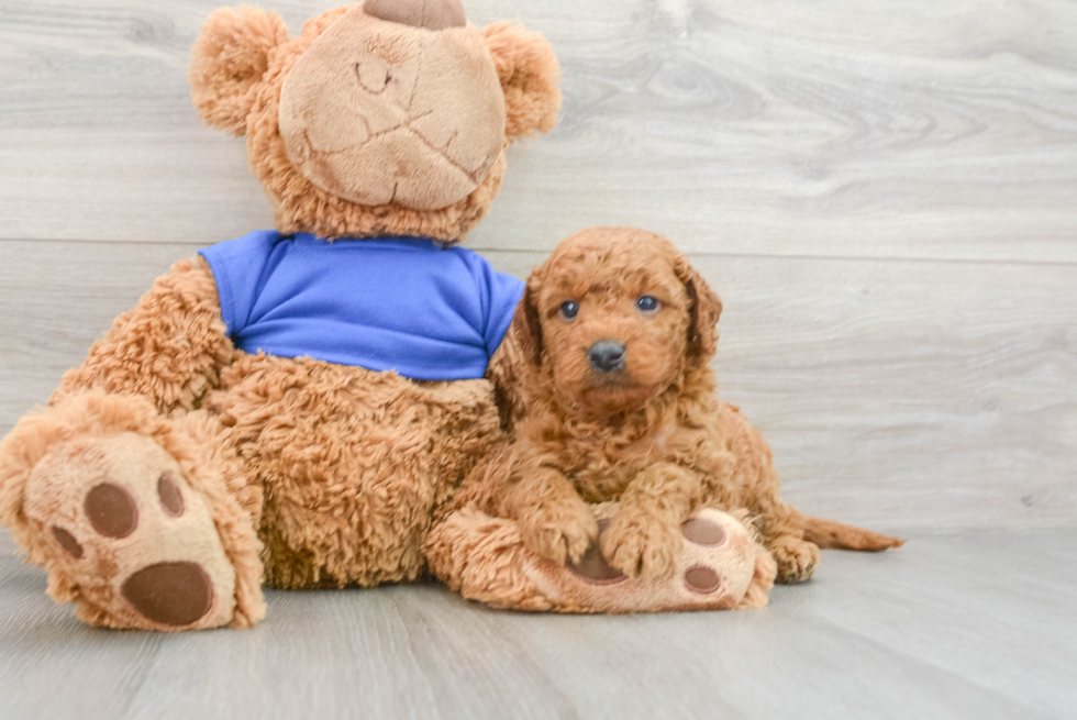 Sweet Mini Goldendoodle Baby