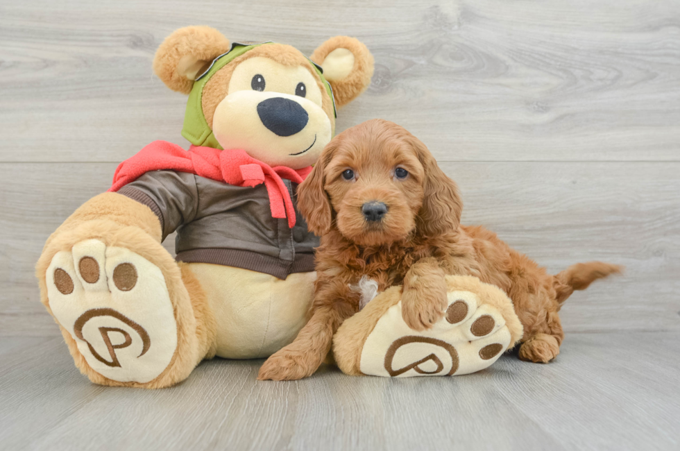 5 week old Mini Goldendoodle Puppy For Sale - Puppy Love PR