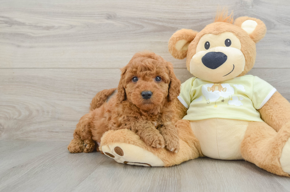 7 week old Mini Goldendoodle Puppy For Sale - Puppy Love PR