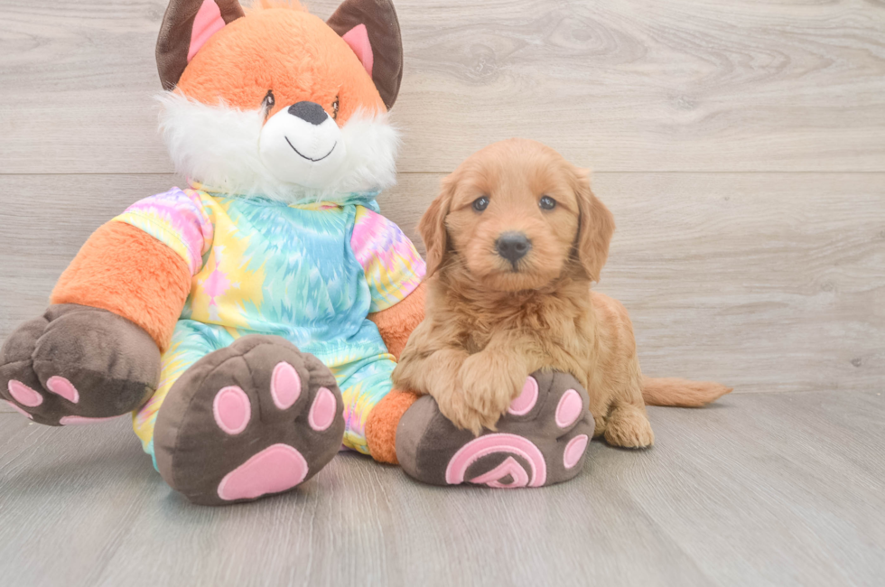 5 week old Mini Goldendoodle Puppy For Sale - Puppy Love PR