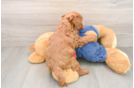 Smart Mini Goldendoodle Poodle Mix Pup